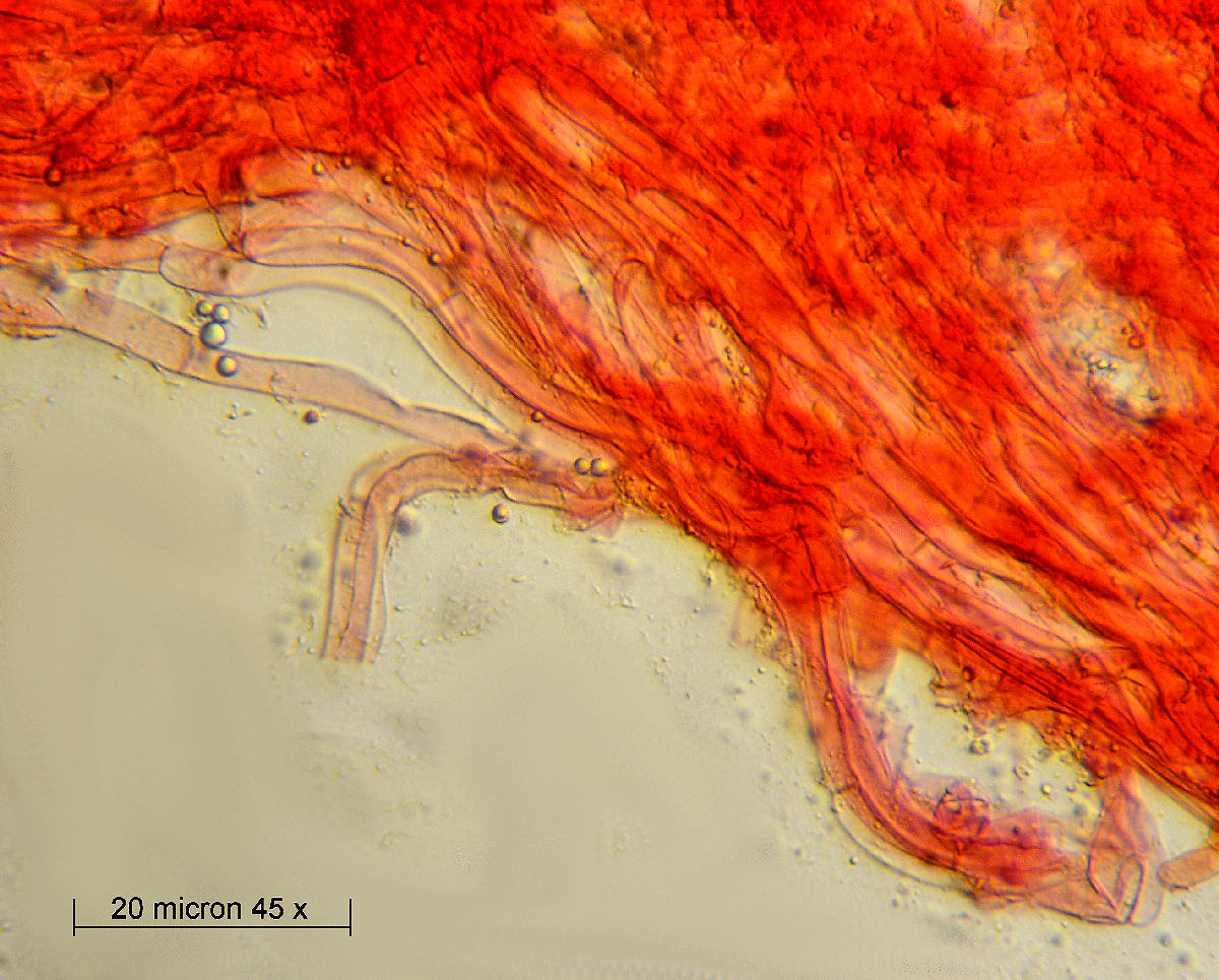 Lepista flaccida - microscopia